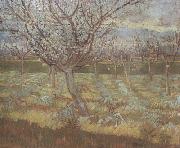Vincent Van Gogh Apricot Trees in Blossom (nn04) USA oil painting reproduction